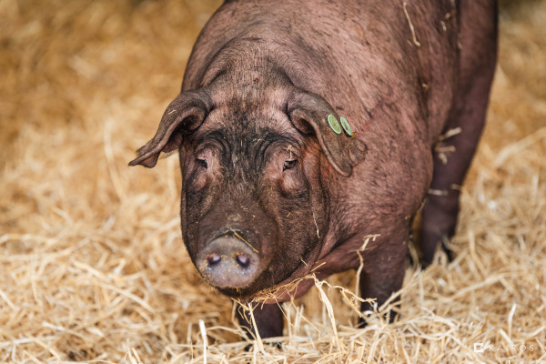 porcino_iberico