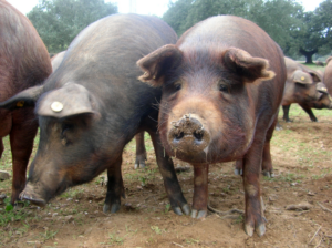 iberico