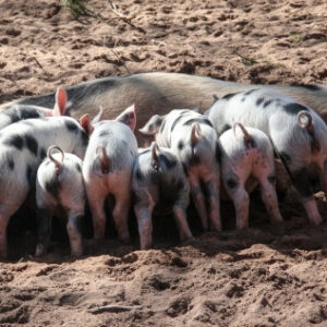 Lechones 0-10 Kgs